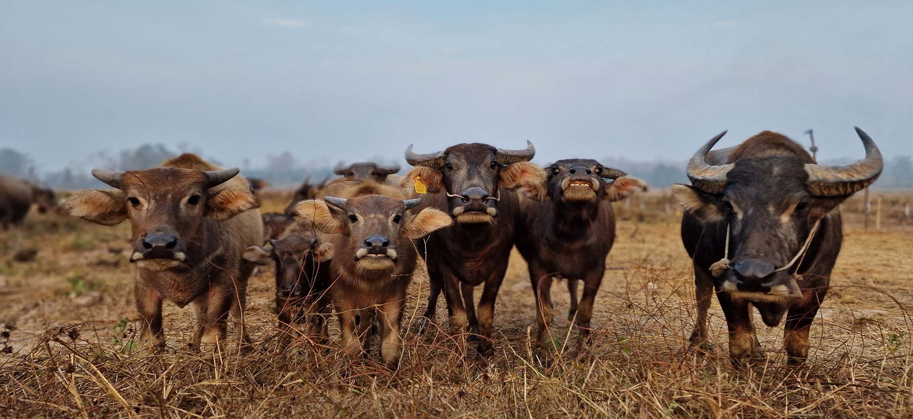 Animals