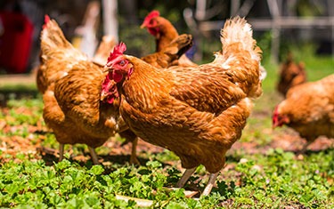 Freedom Farm Academy