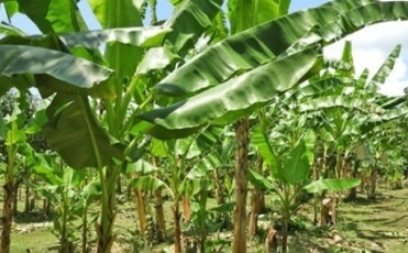 Banana